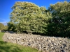 Dyffryn Ardudwy Burial Chamber, Penrhyndeudraeth [05/10/2022]