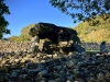 Dyffryn Ardudwy Burial Chamber, Penrhyndeudraeth [05/10/2022]