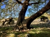 Dyffryn Ardudwy Burial Chamber, Penrhyndeudraeth [05/10/2022]