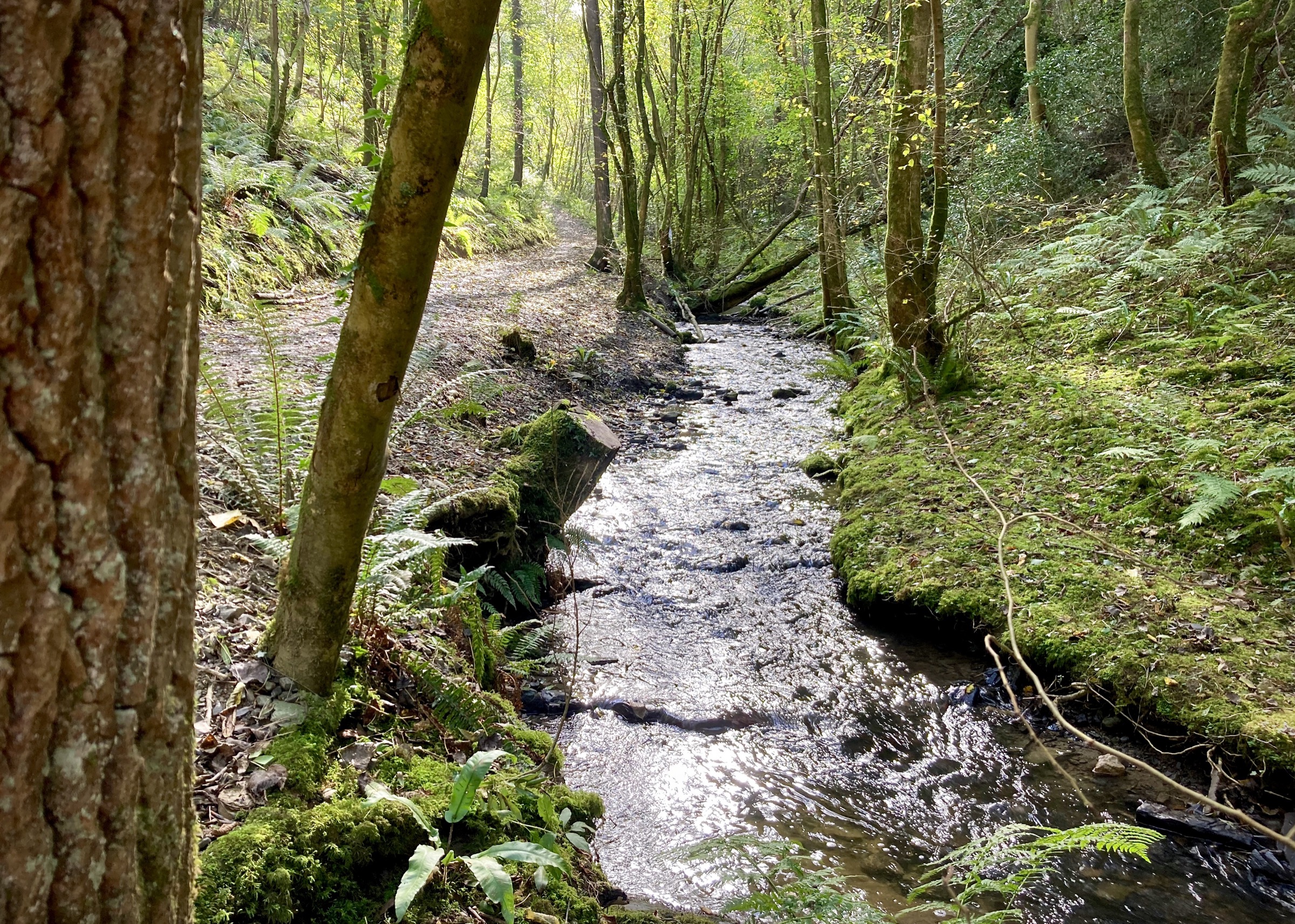 Rhyd y Gaseg, Clocaenog Forest, Wales