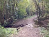 Clocaenog Forest, Wales [07-10-2023]