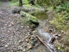 Clocaenog Forest, Wales [07-10-2023]