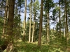 Clocaenog Forest, Wales [07-10-2023]