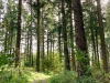 Clocaenog Forest, Wales [07-10-2023]