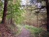 Clocaenog Forest, Wales [07-10-2023]