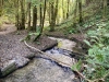 Clocaenog Forest, Wales [07-10-2023]