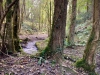 Clocaenog Forest, Wales [07-10-2023]