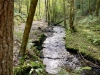 Clocaenog Forest, Wales [07-10-2023]