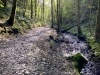 Clocaenog Forest, Wales [07-10-2023]