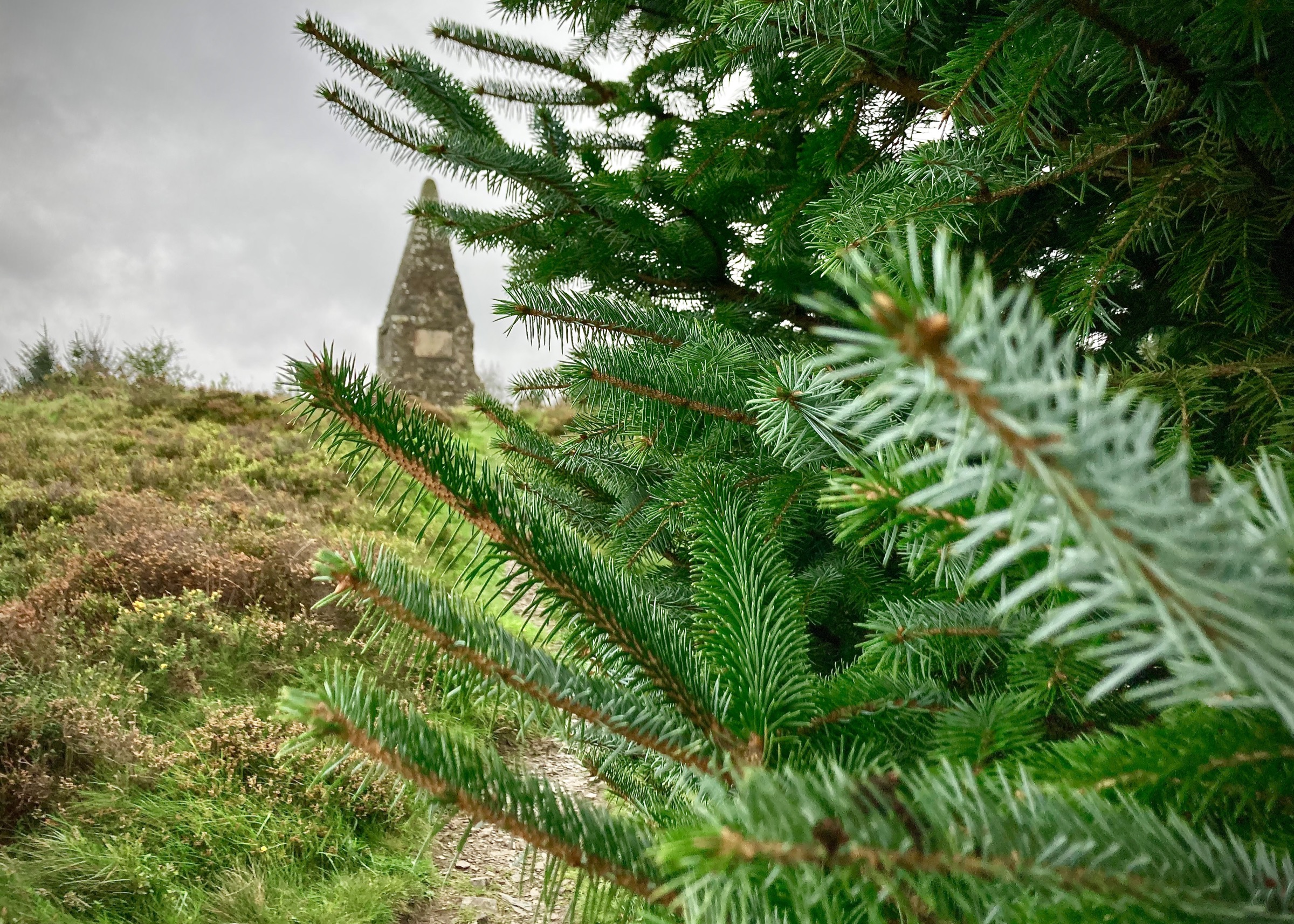 Pincyn Llys, Clocaenog Forest