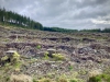 Clocaenog Forest, Wales [05/10/2023]