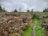 Clocaenog Forest, Wales [05/10/2023]