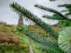 Clocaenog Forest, Wales [05/10/2023]