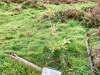 Clocaenog Forest, Wales [05/10/2023]