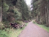 Clocaenog Forest, Wales [05/10/2023]