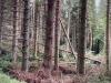 Clocaenog Forest, Wales [05/10/2023]