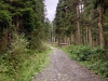 Clocaenog Forest, Wales [05/10/2023]