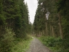 Clocaenog Forest, Wales [05/10/2023]