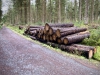 Clocaenog Forest, Wales [05/10/2023]