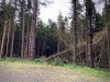 Clocaenog Forest, Wales [05/10/2023]