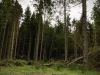 Clocaenog Forest, Wales [05/10/2023]