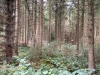 Clocaenog Forest, Wales [05/10/2023]