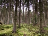 Clocaenog Forest, Wales [05/10/2023]