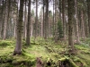 Clocaenog Forest, Wales [05/10/2023]