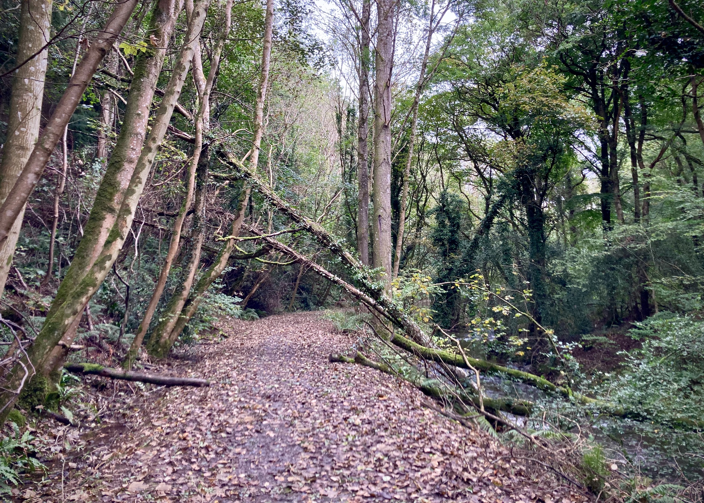 Lady Bagot's Walk, Rhewl