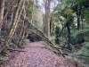 Lady Bagot's Walk, Rhewl, Wales [06/10/2023]