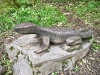 Loggerheads, Wales [07/10/2023]